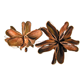 african-saponaria-soap