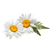 chamomile