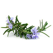 rosemary