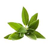 sage