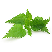 stinging-nettle