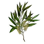 tea-tree-oil